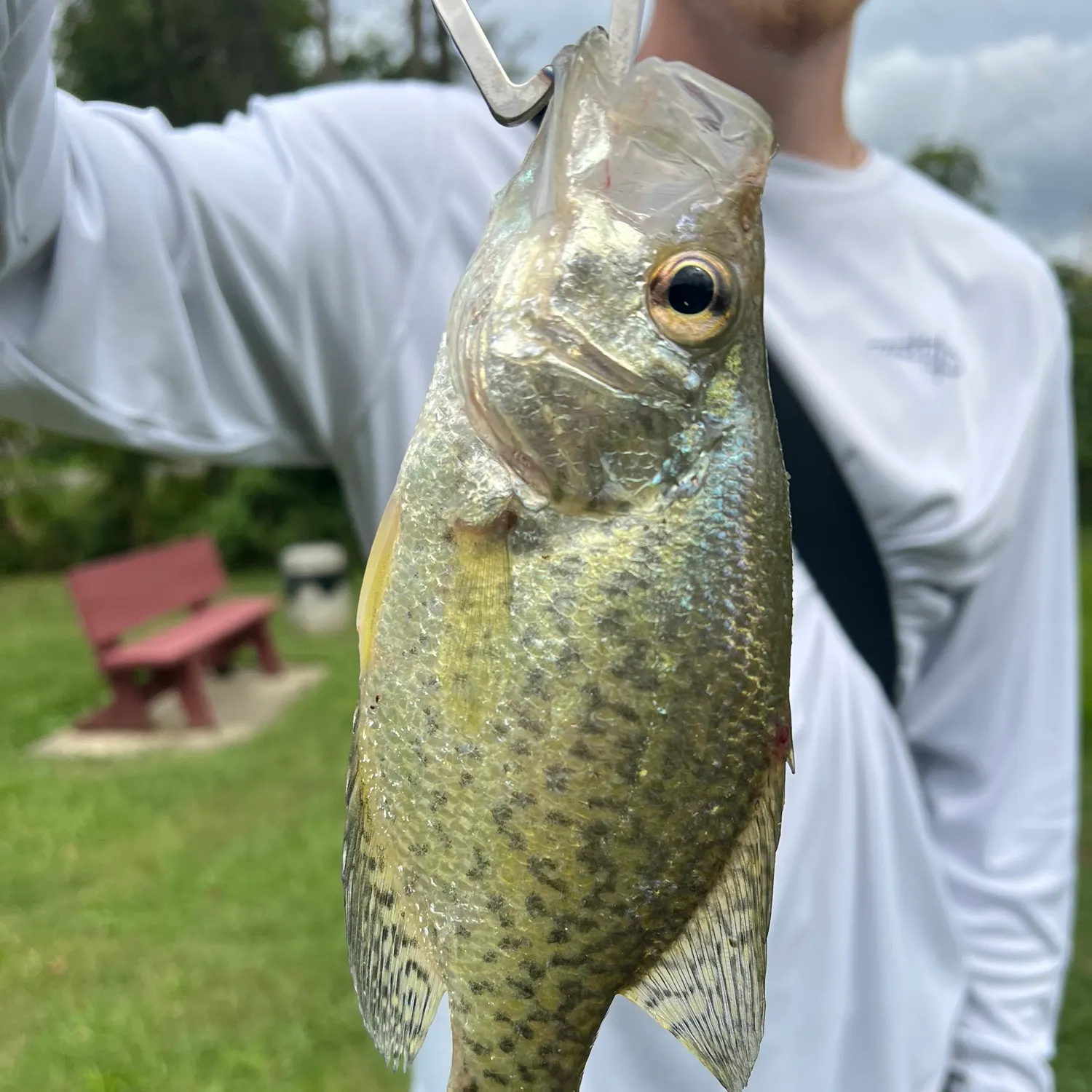 Black crappie caught on Fishbrain