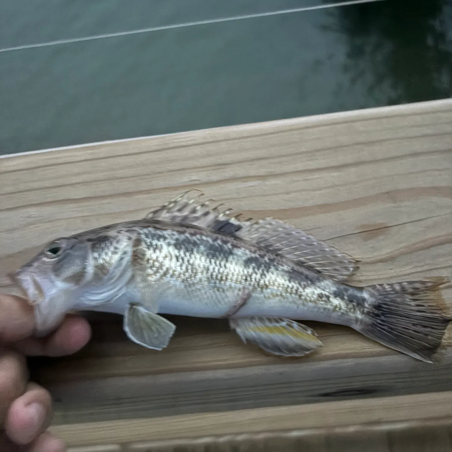 The most recent Rock sea bass catches on Fishbrain
