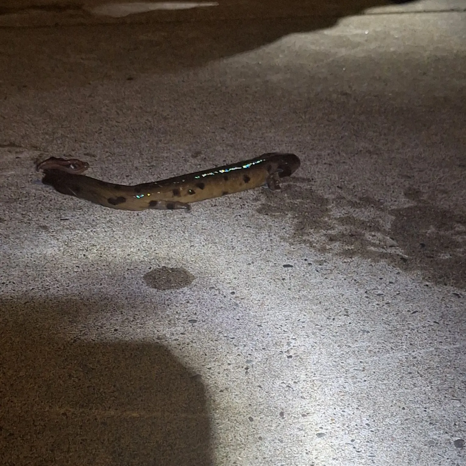 The most recent Common mudpuppy catches on Fishbrain