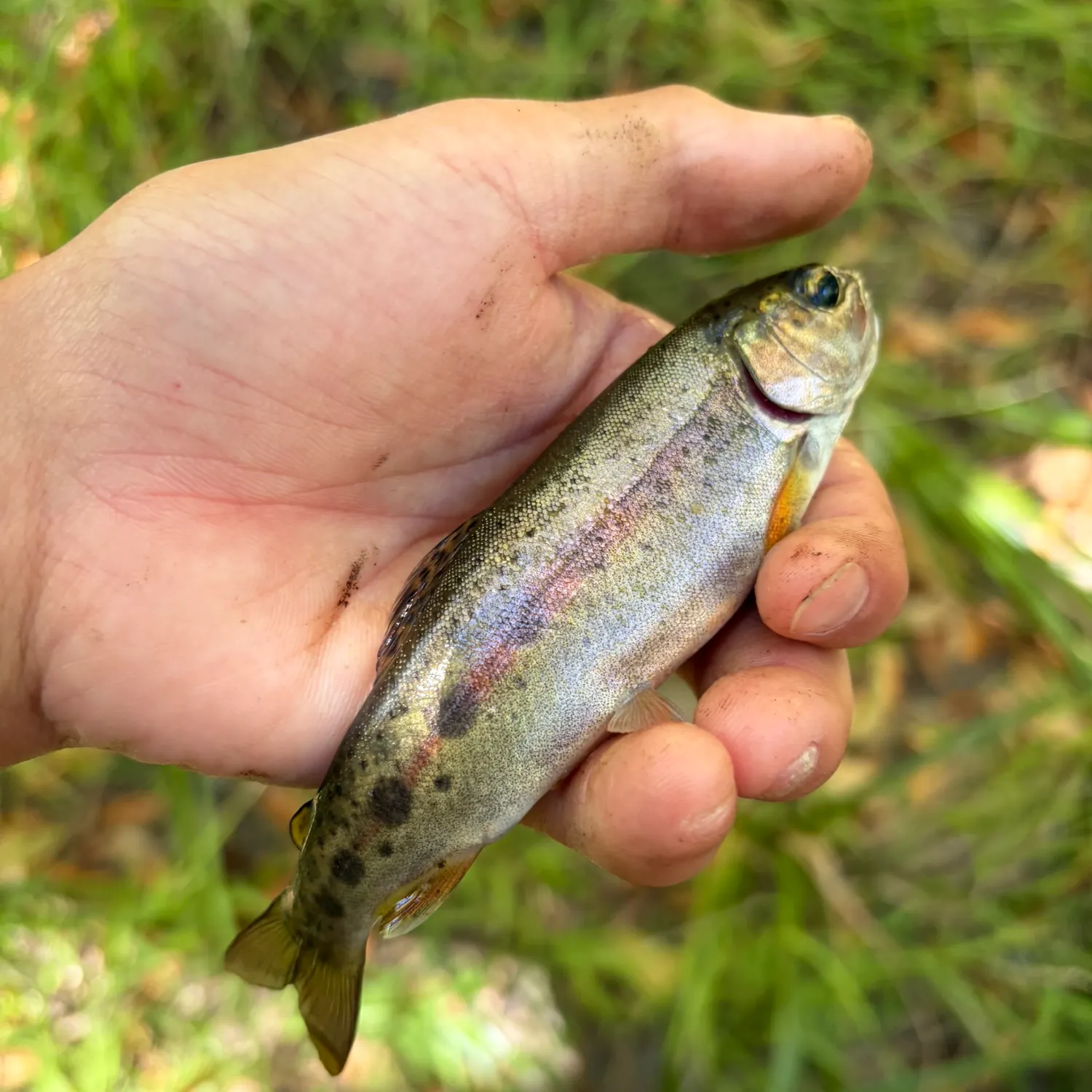 The most recent Coastal rainbow trout catches on Fishbrain