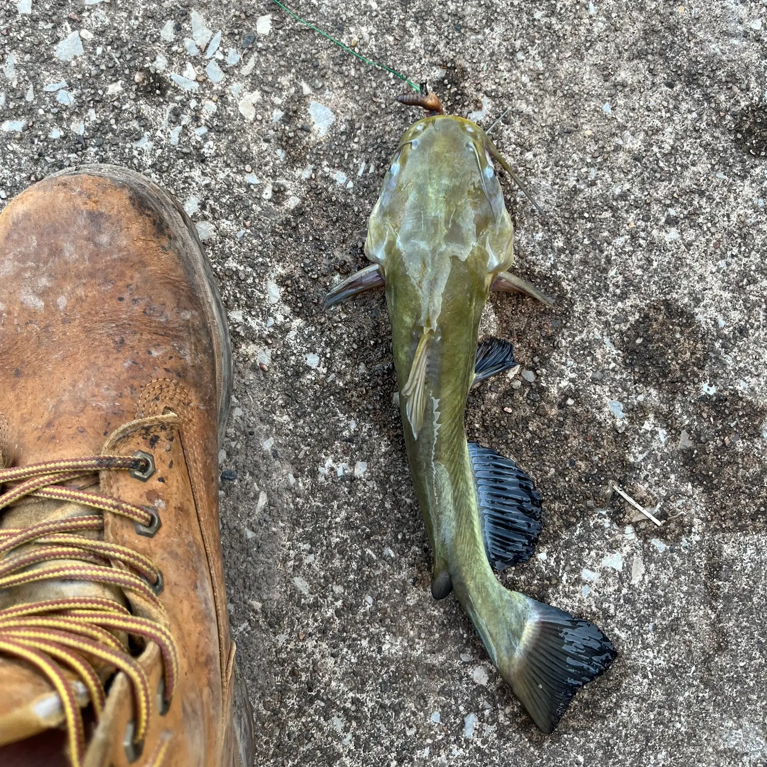 Yellow bullhead caught on Fishbrain