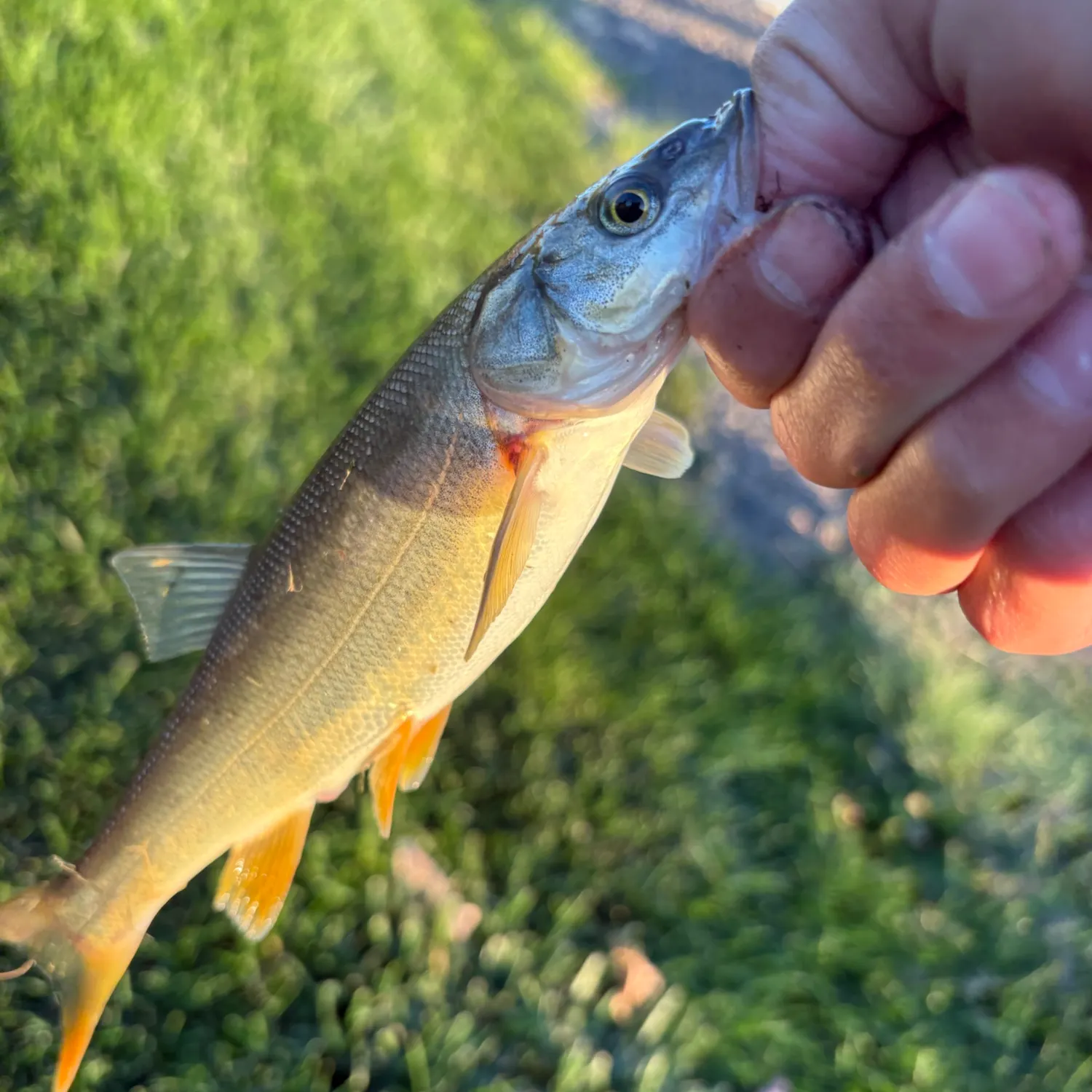 Northern pikeminnow caught on Fishbrain