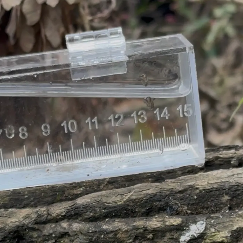 The most recent Swallowtail shiner catches on Fishbrain