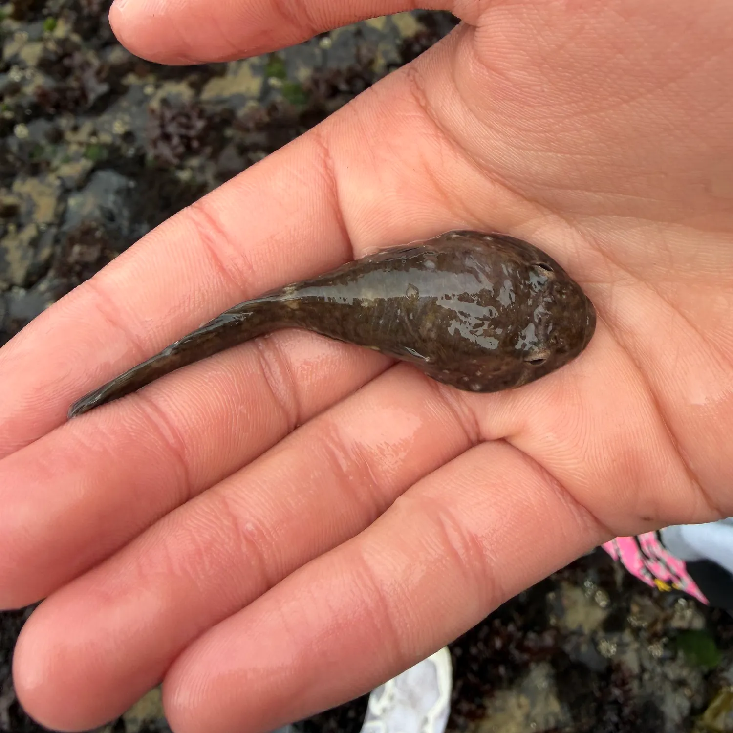 The most recent Northern clingfish catches on Fishbrain