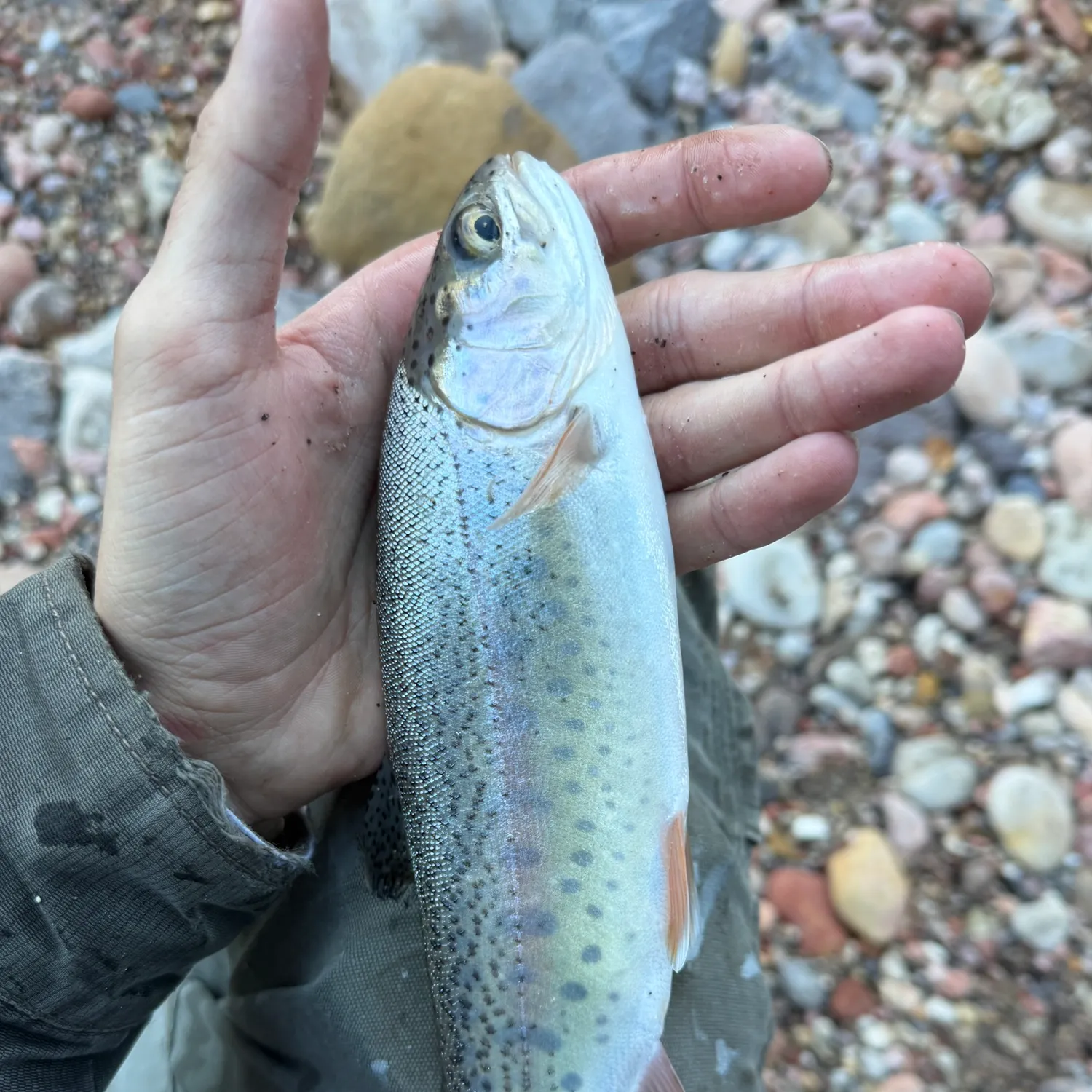 Rainbow trout caught on Fishbrain