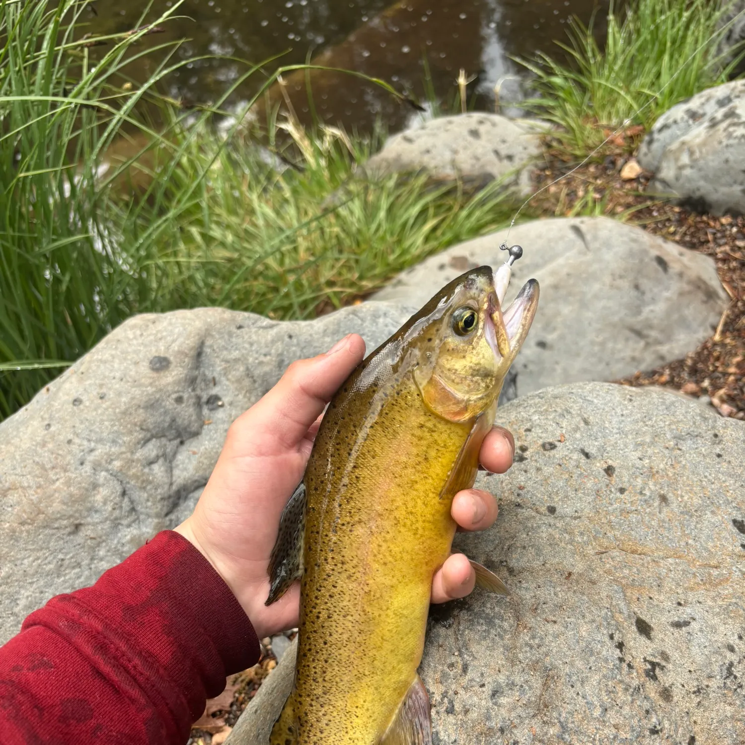 most liked catch image
