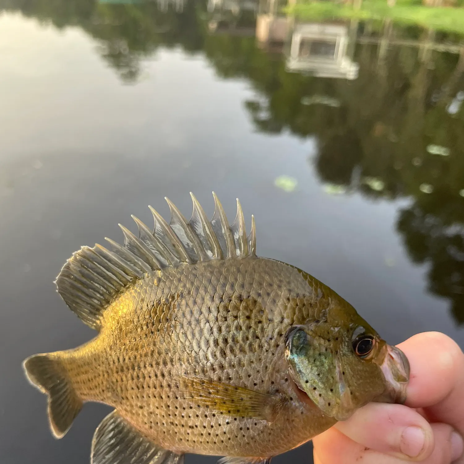 Flier caught on Fishbrain