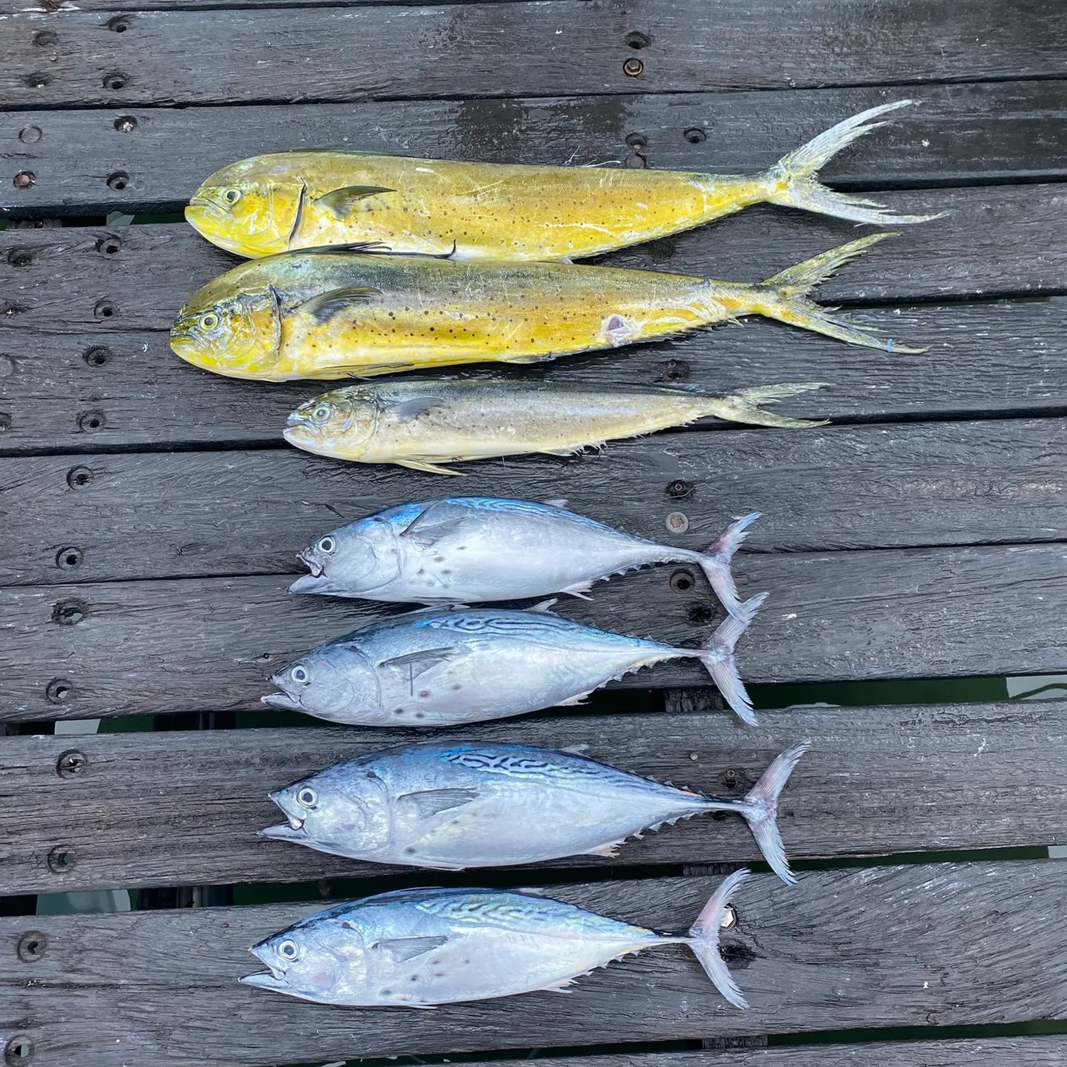 recently logged catches