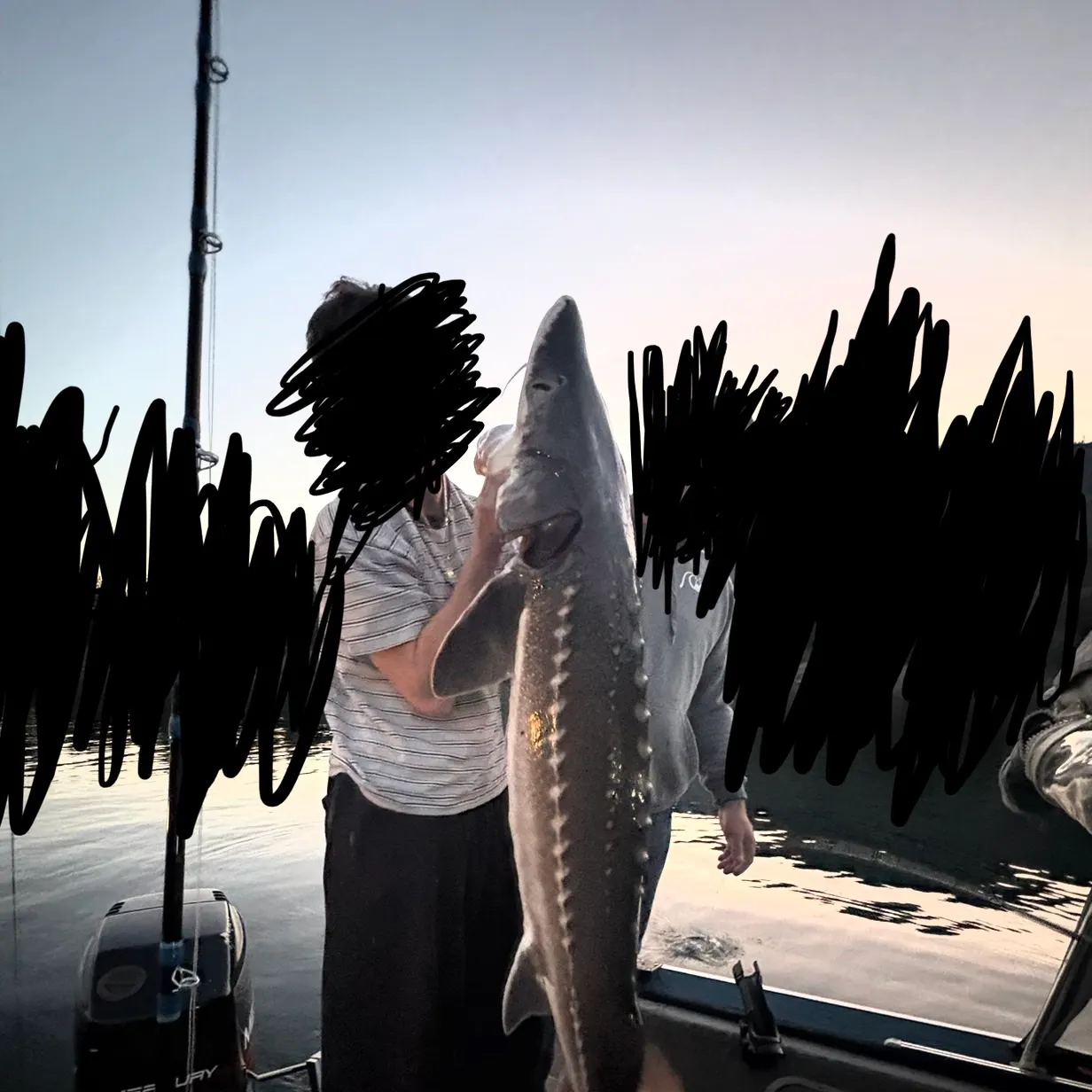White sturgeon caught on Fishbrain