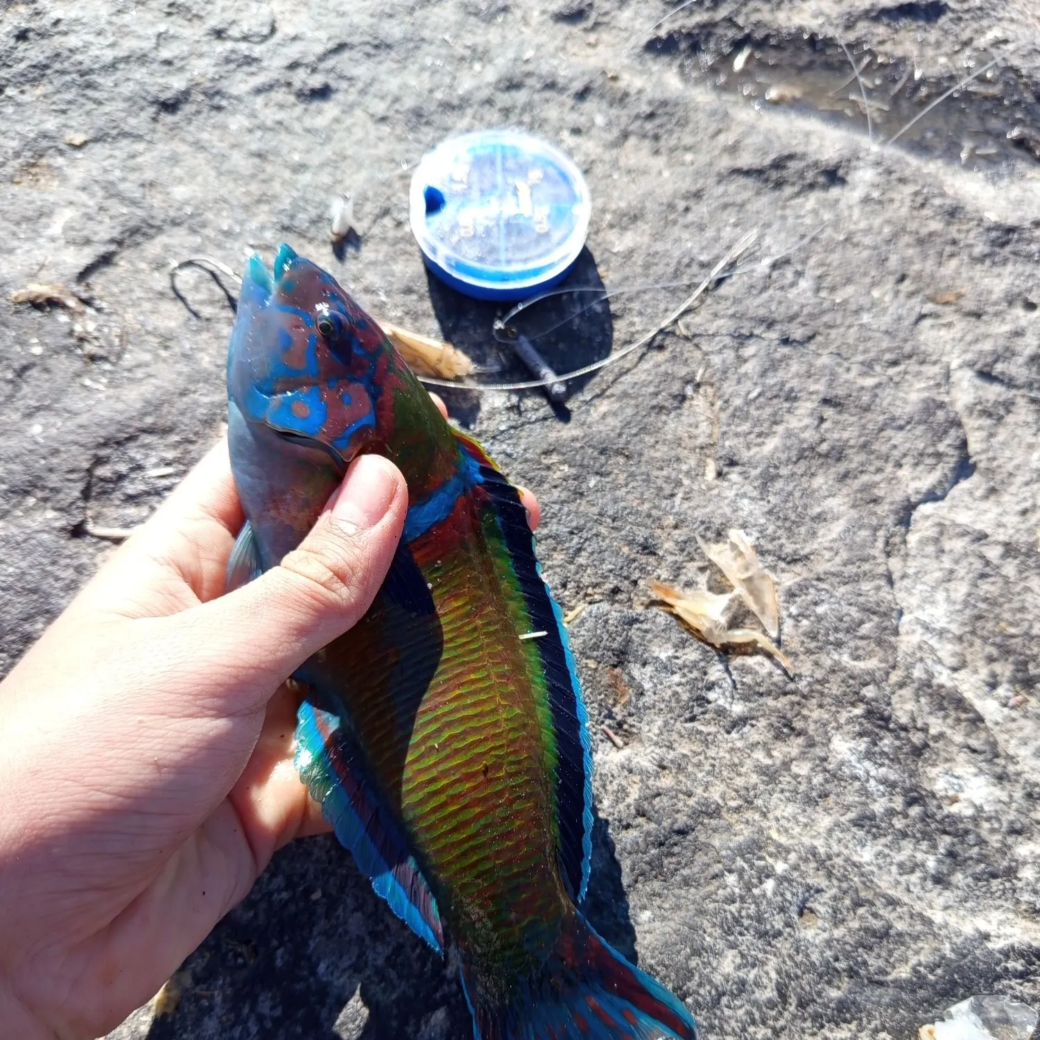 The most recent Ornate wrasse catches on Fishbrain