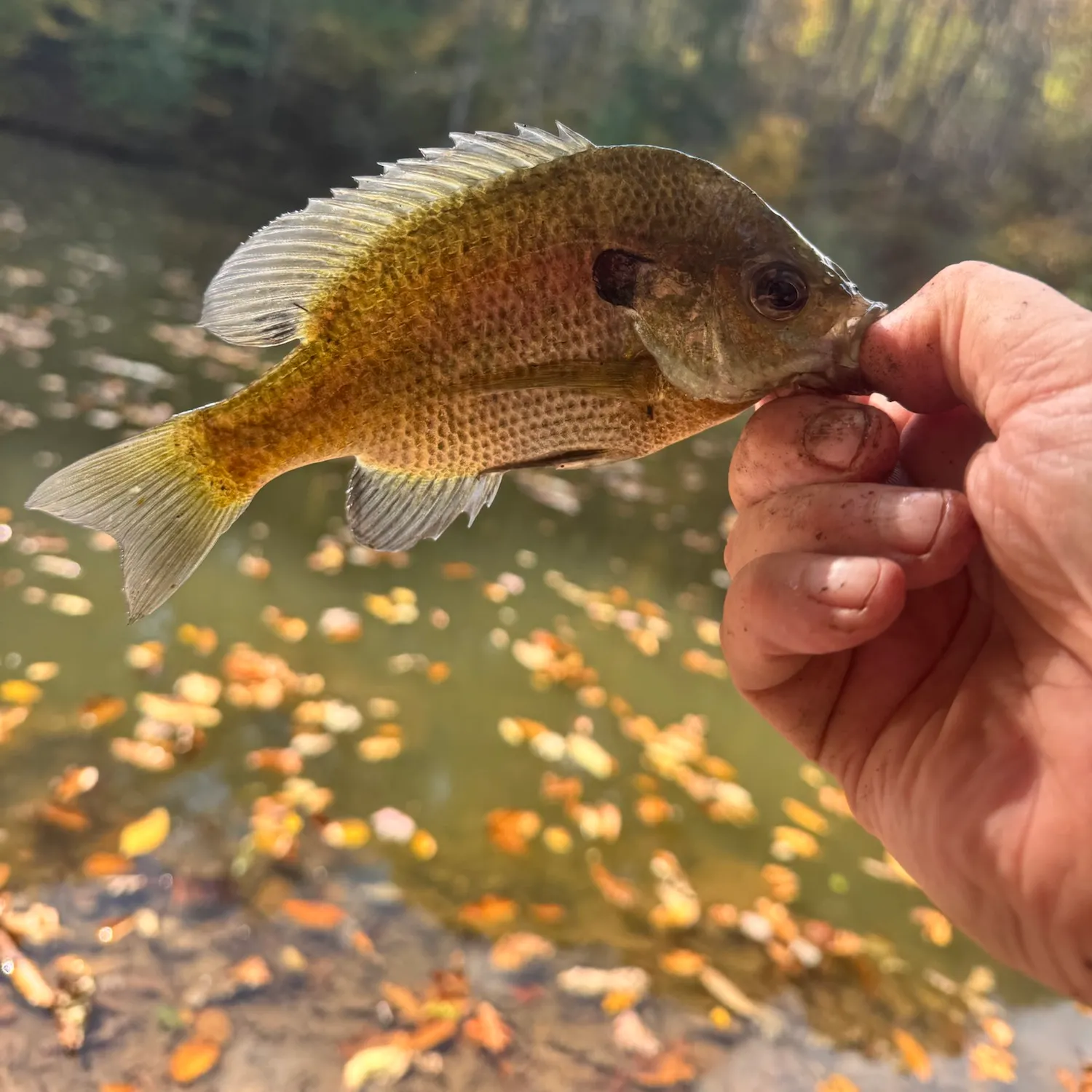 Bluegill caught on Fishbrain