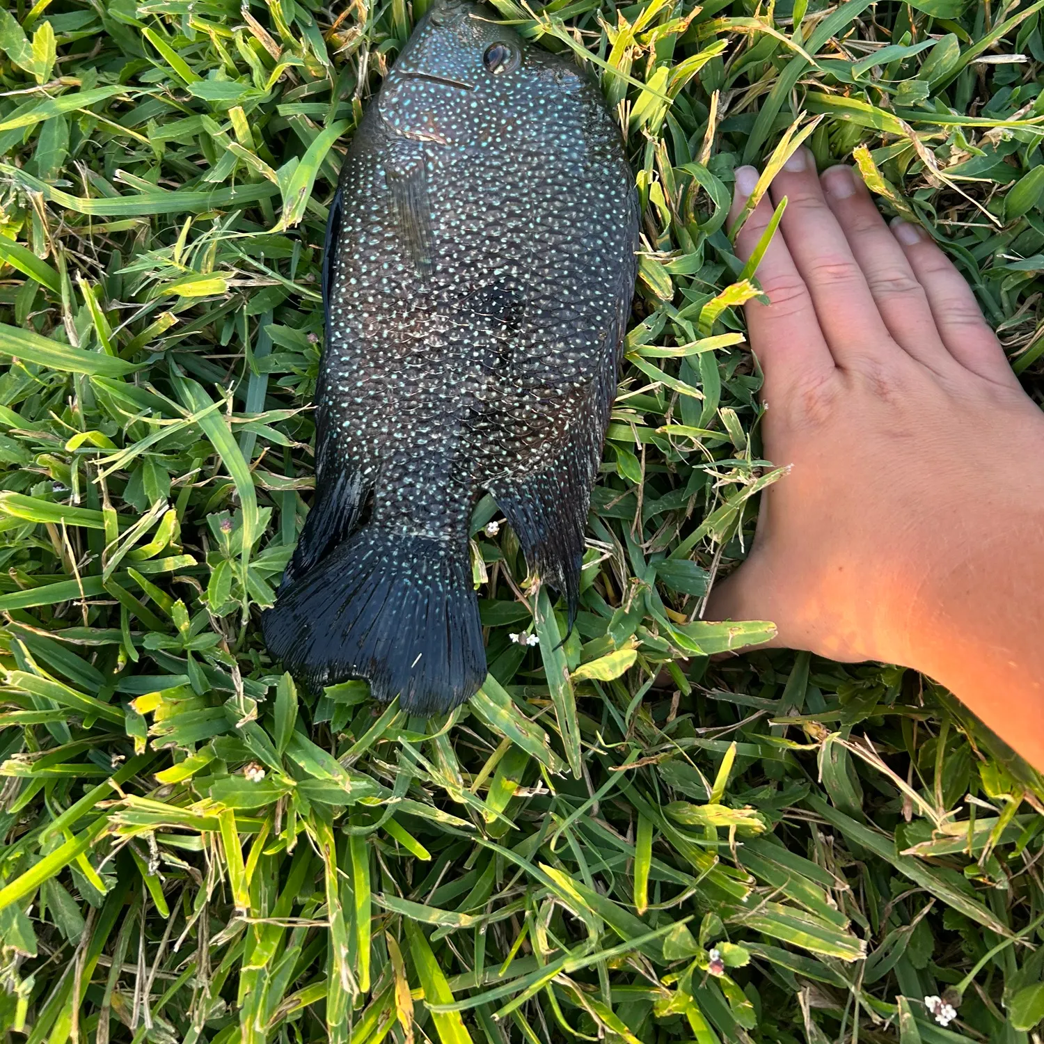 Rio Grande cichlid caught on Fishbrain