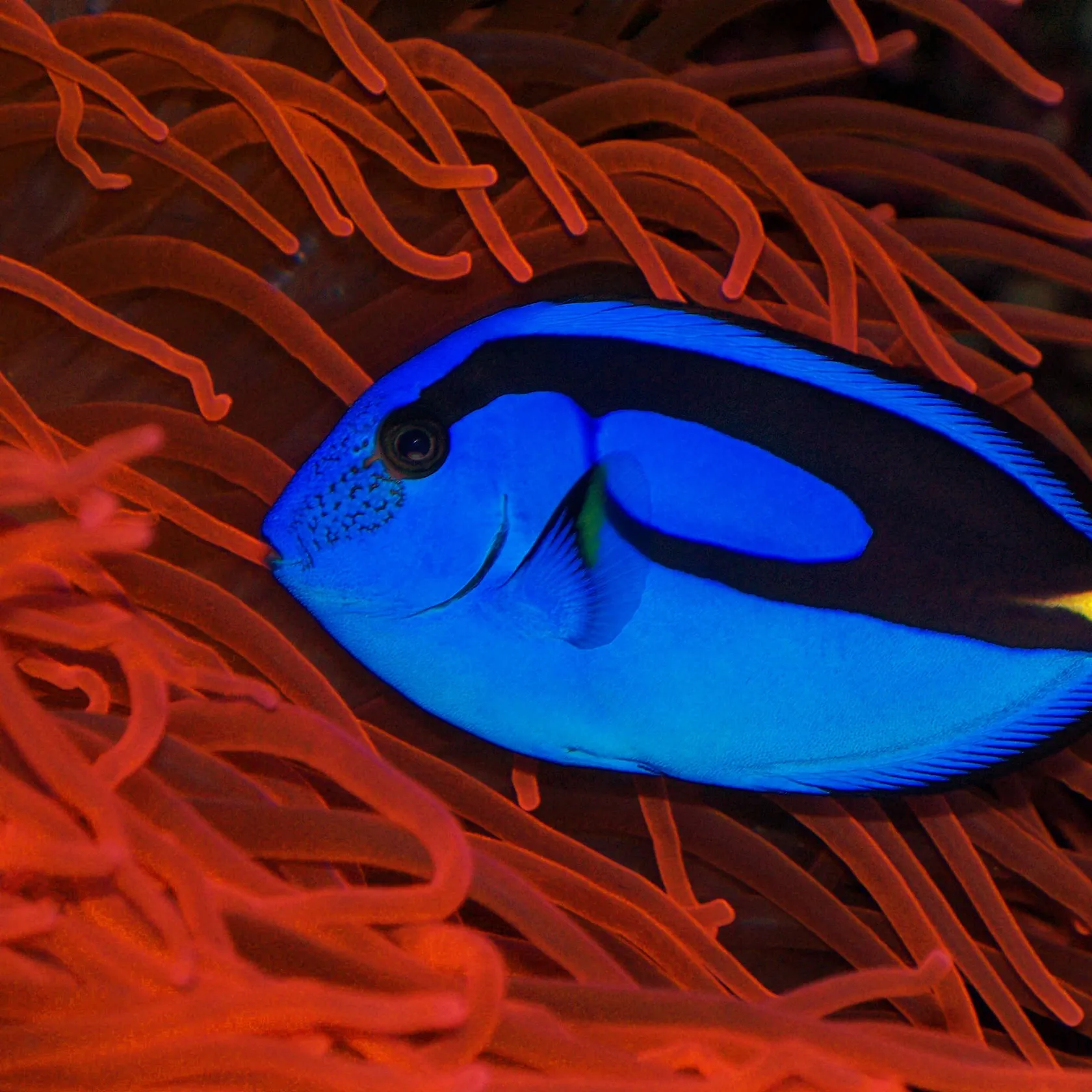 The most recent Clown anemonefish catches on Fishbrain