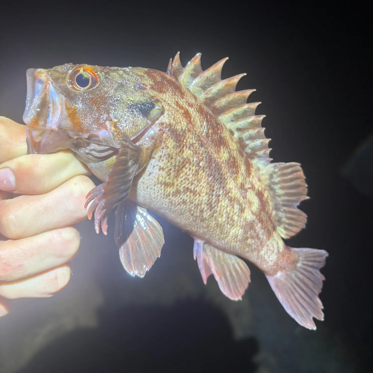 The most recent Brown rockfish catches on Fishbrain