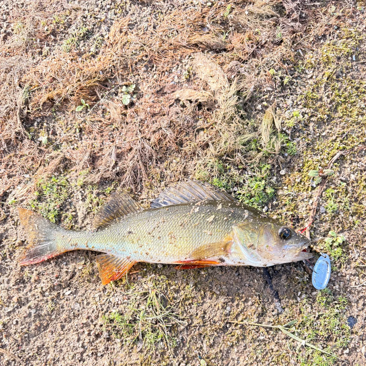 European perch caught on Fishbrain