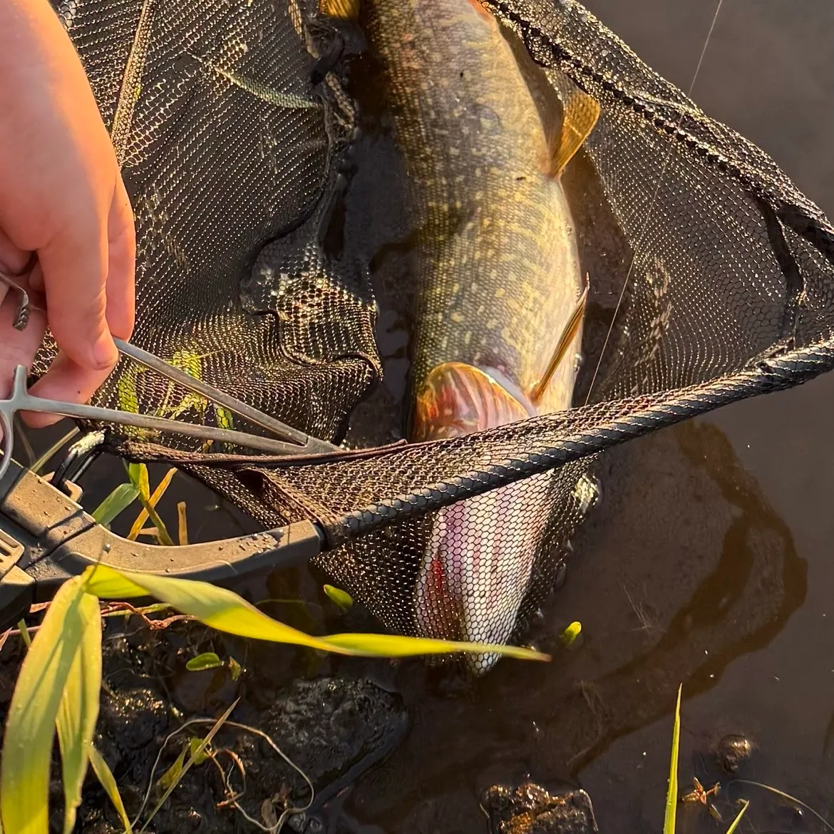 Northern pike caught on Fishbrain