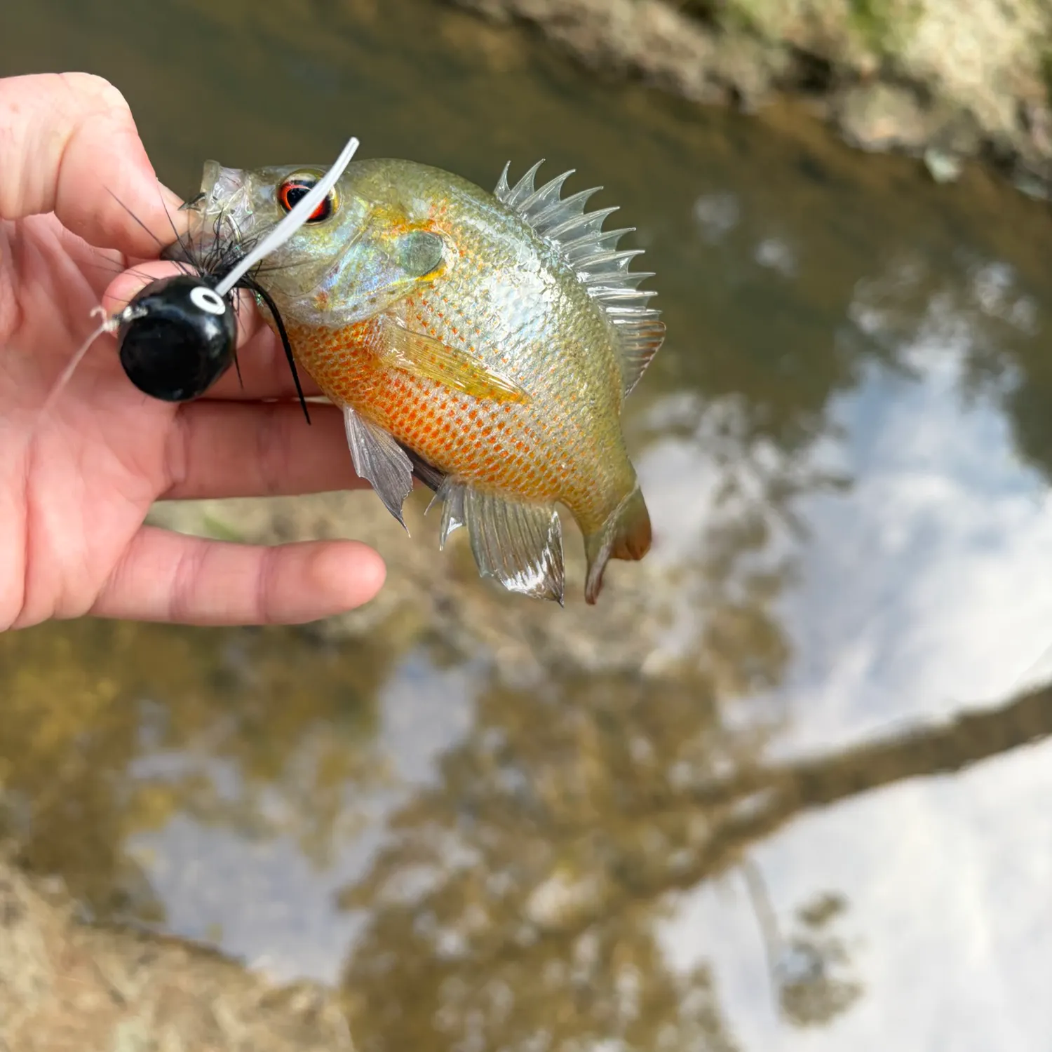The most recent Redbreast sunfish catches on Fishbrain