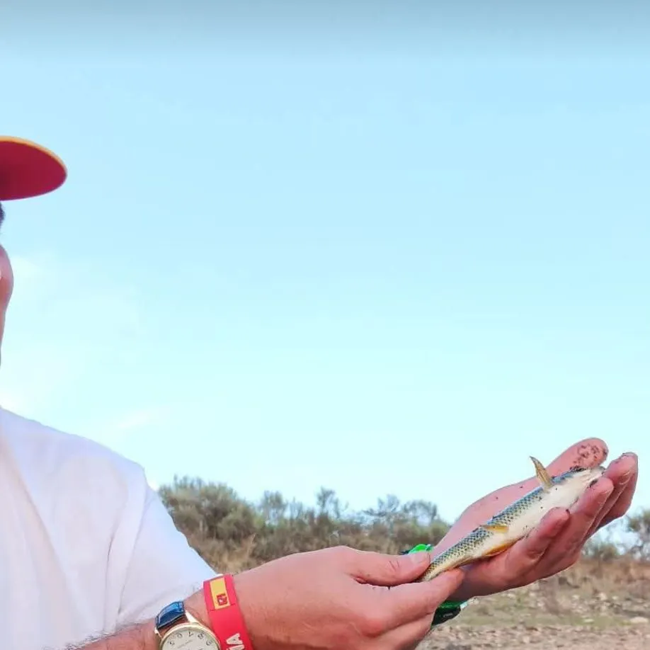 The most recent Ide catches on Fishbrain