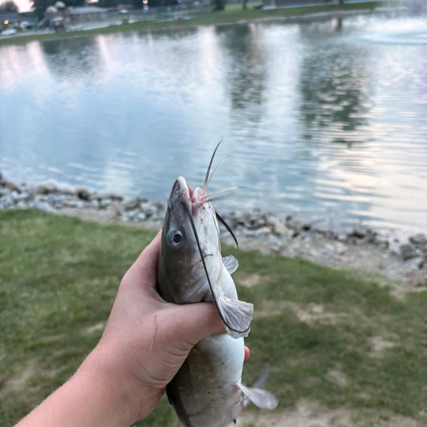 Channel catfish caught on Fishbrain
