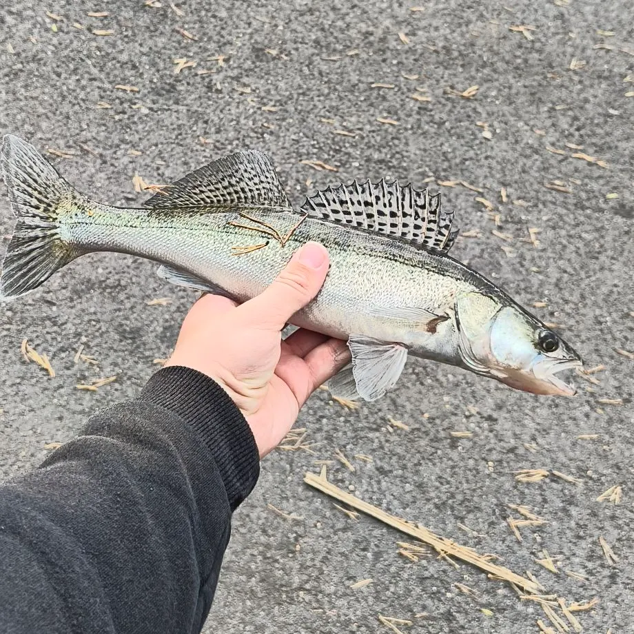 Zander caught on Fishbrain