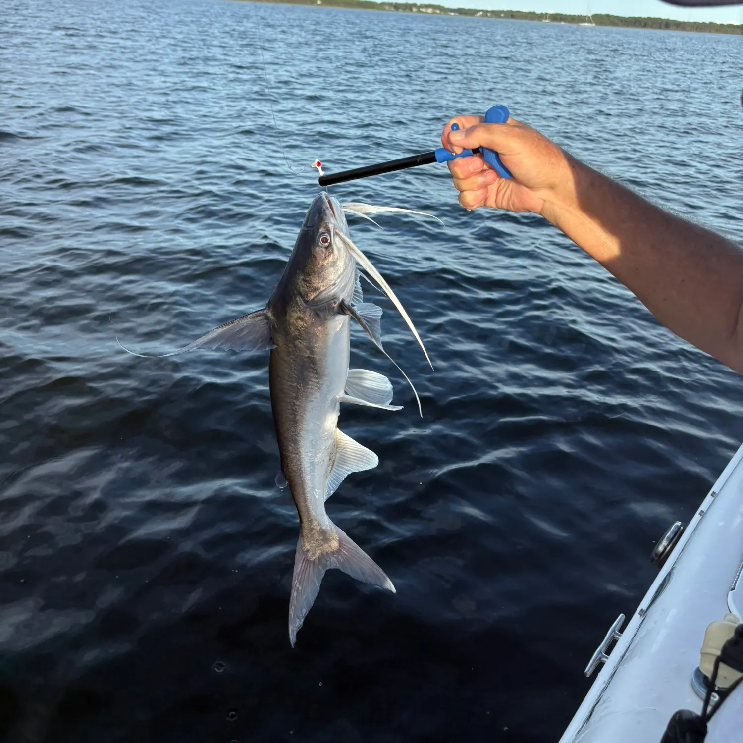 Gafftopsail sea catfish caught on Fishbrain