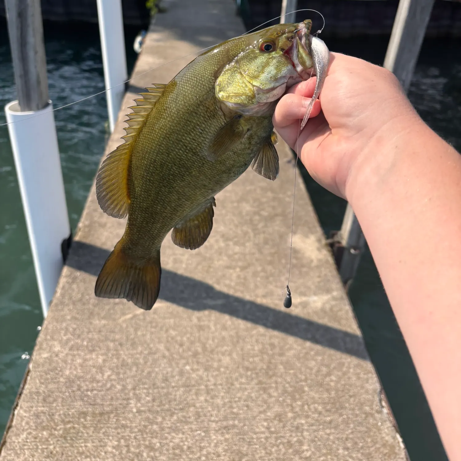 Smallmouth bass caught on Fishbrain