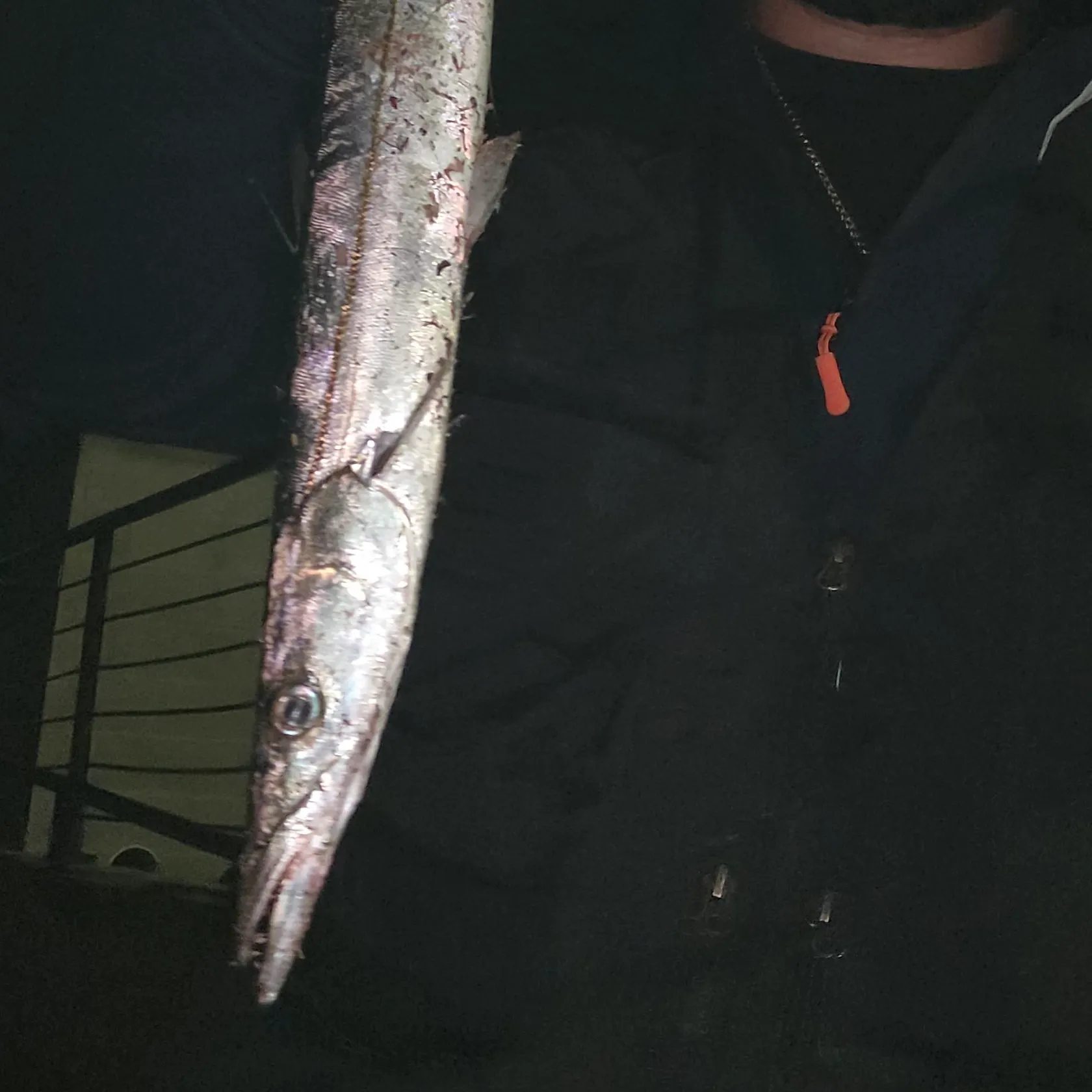 The most recent Pacific barracuda catches on Fishbrain
