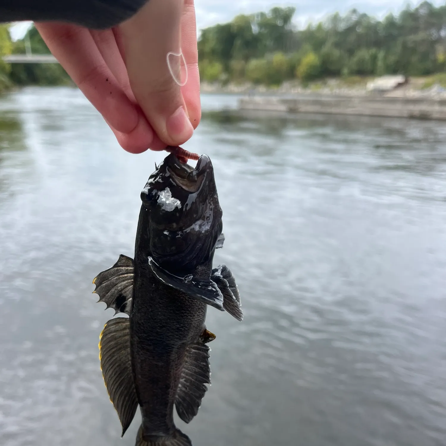 Round goby caught on Fishbrain