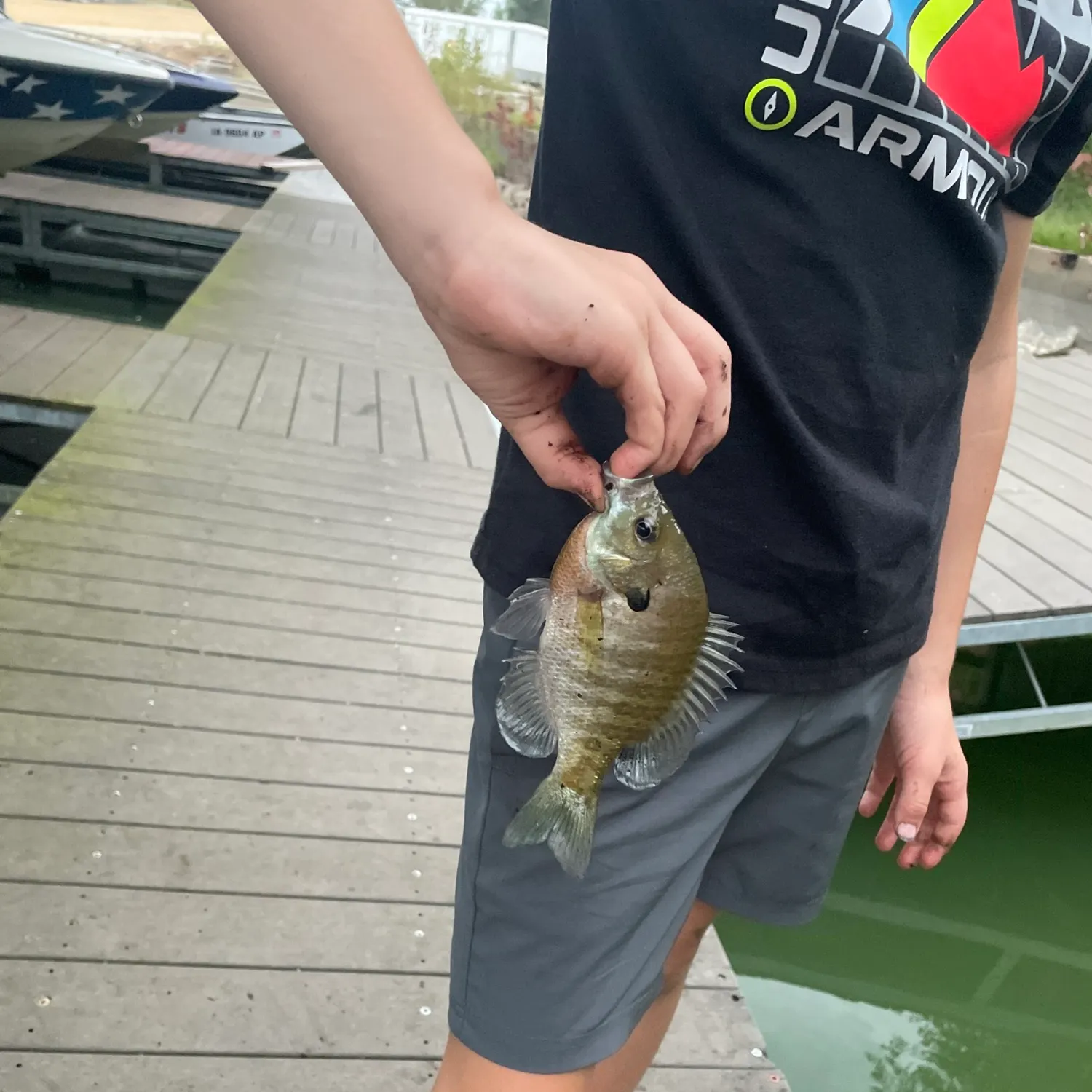Bluegill caught on Fishbrain