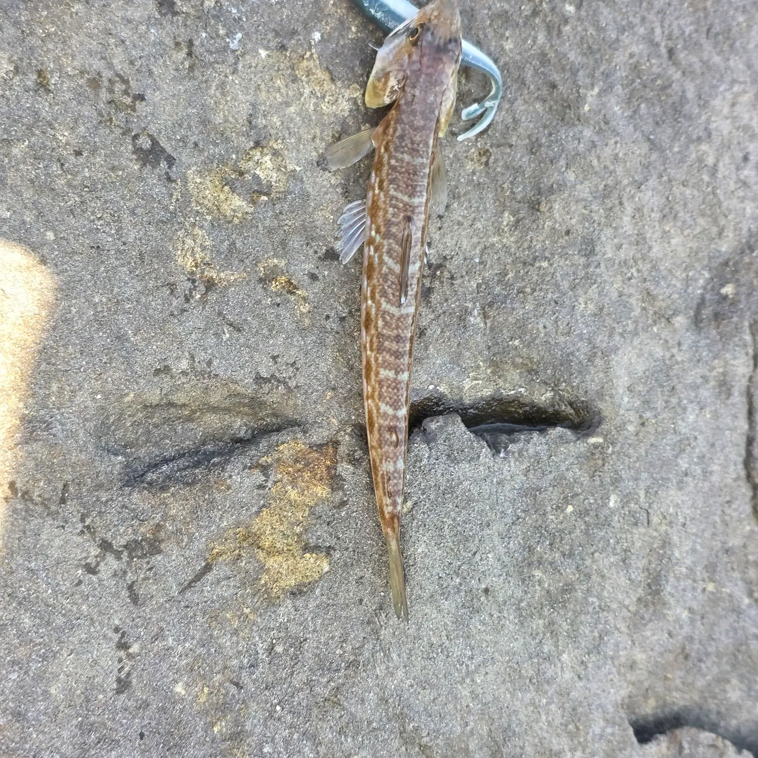The most recent Inshore lizardfish catches on Fishbrain