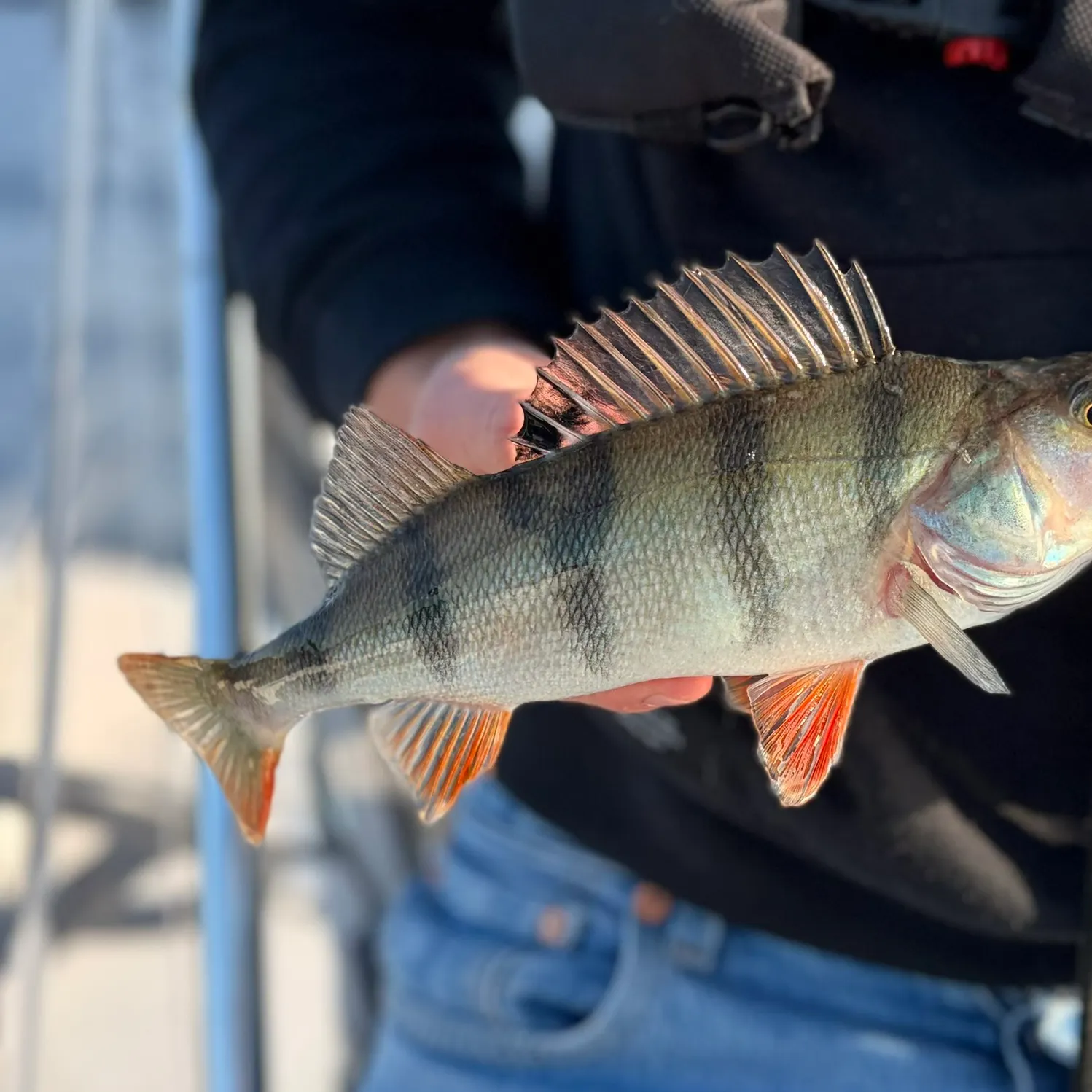 European perch caught on Fishbrain
