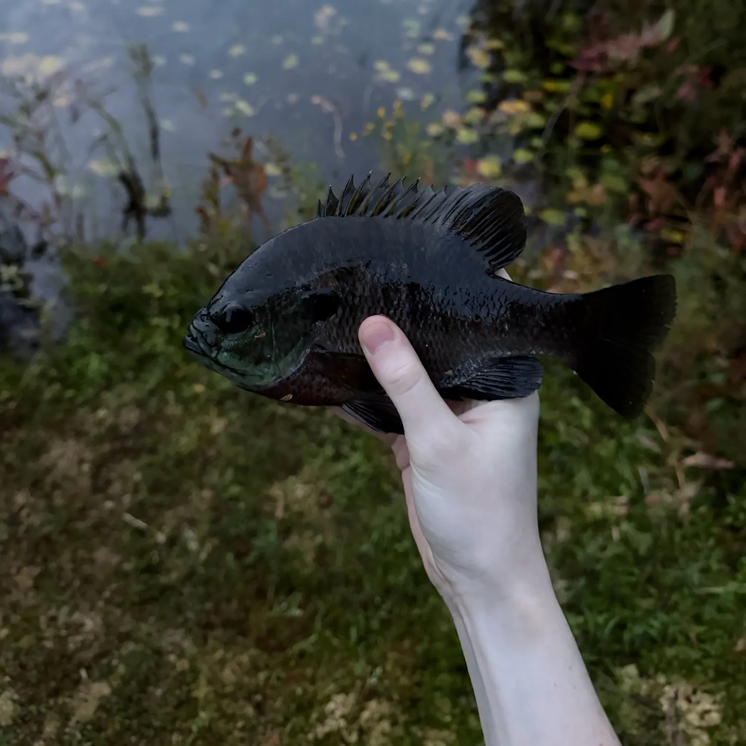 Bluegill caught on Fishbrain