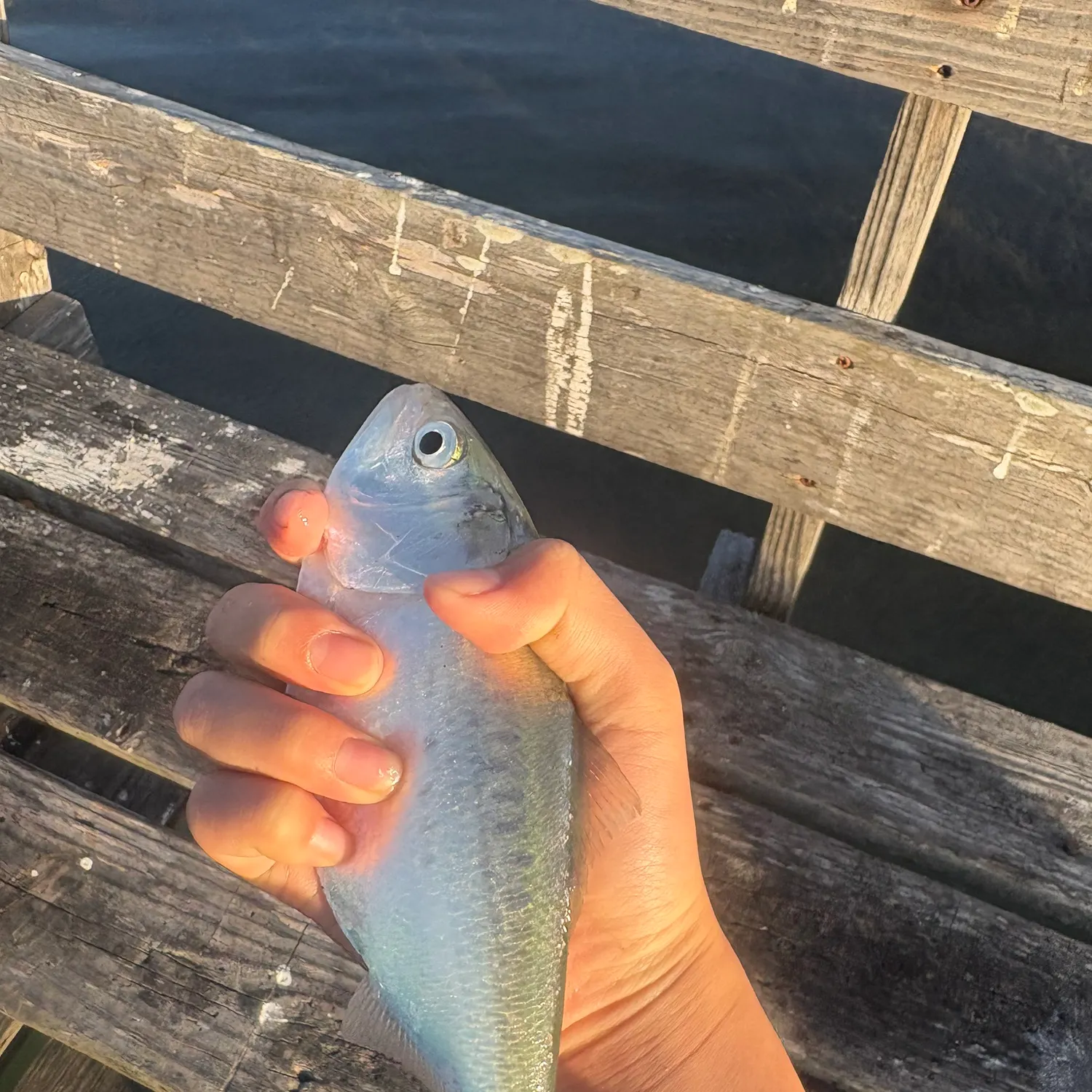 The most recent Finescale menhaden catches on Fishbrain