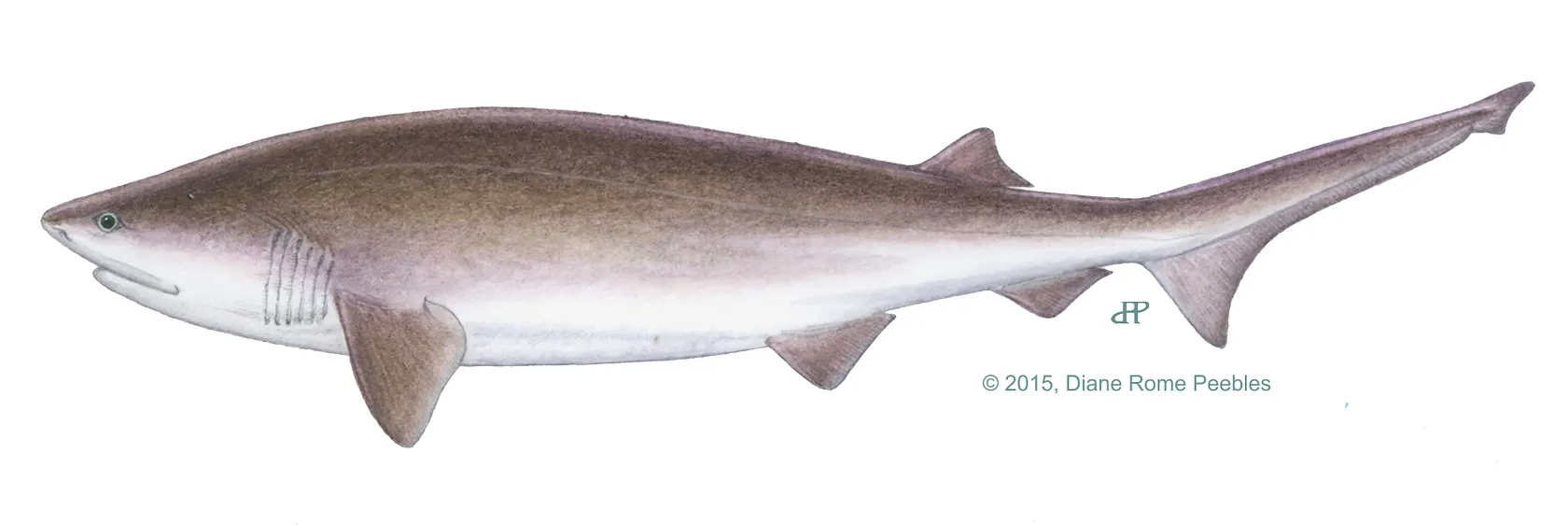 Bluntnose sixgill shark