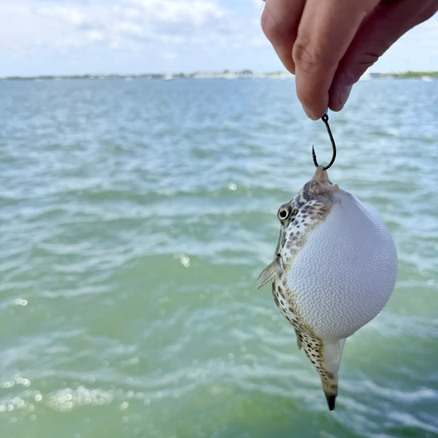 The most recent Checkered puffer catches on Fishbrain