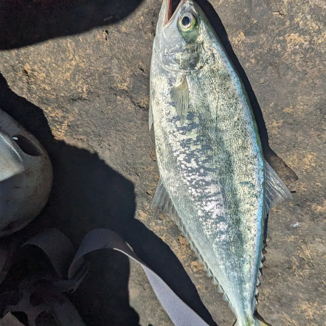 The most recent Doublespotted queenfish catches on Fishbrain