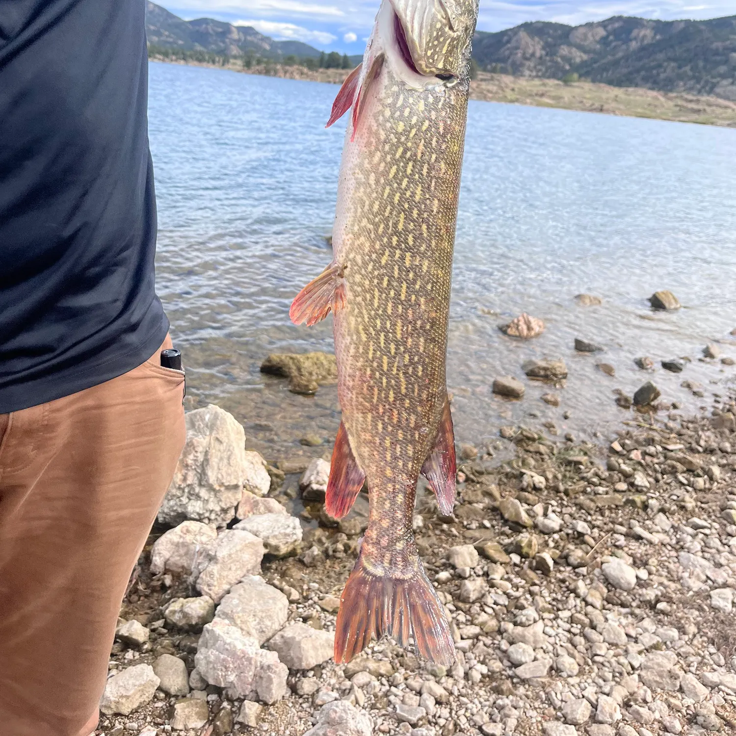 Northern pike caught on Fishbrain