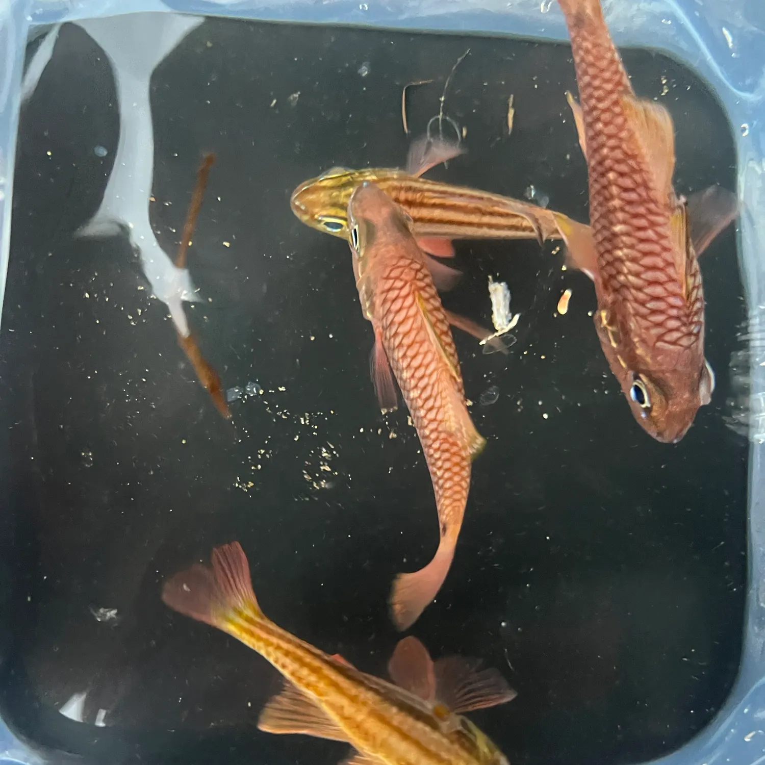 The most recent Sydney cardinalfish catches on Fishbrain
