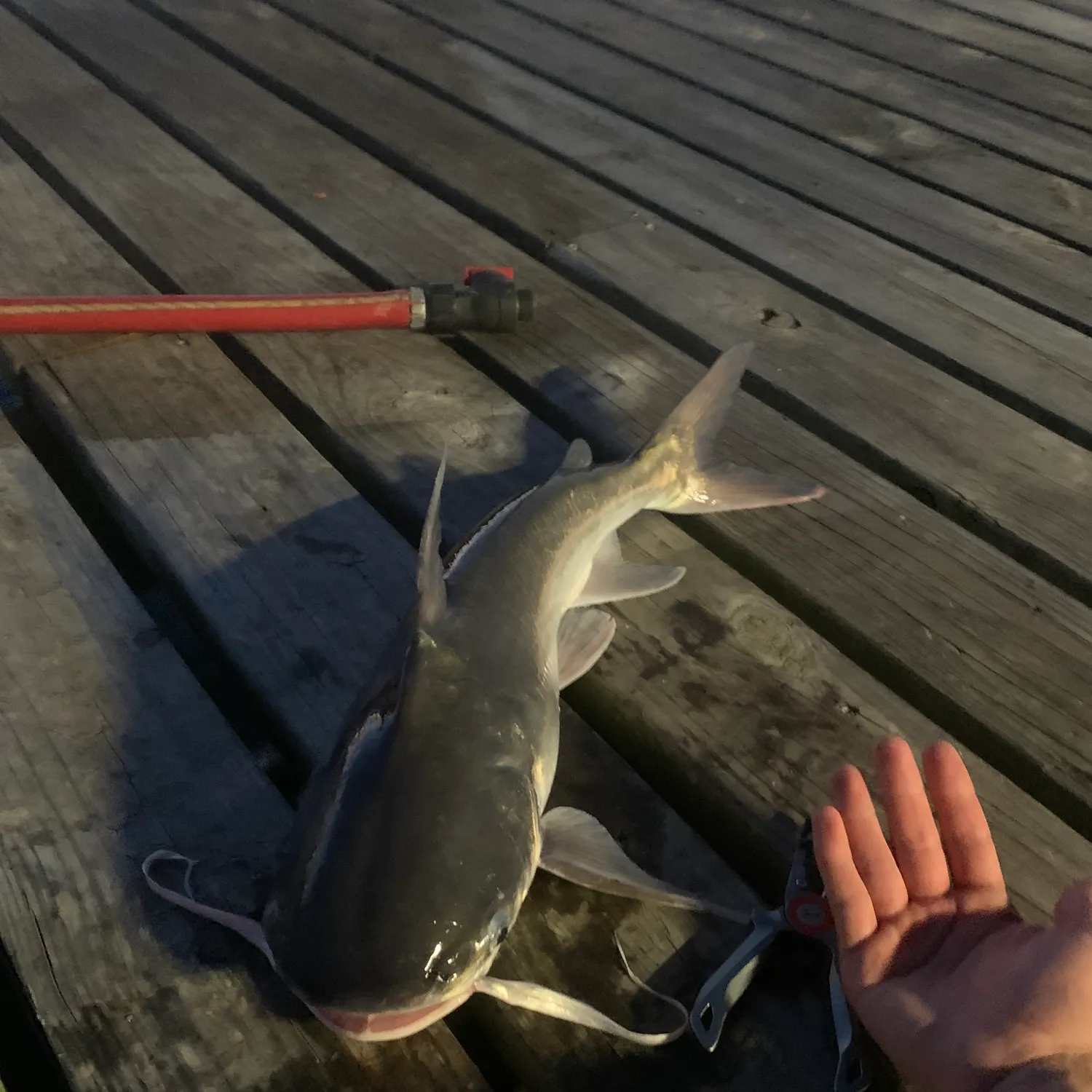 Gafftopsail sea catfish caught on Fishbrain
