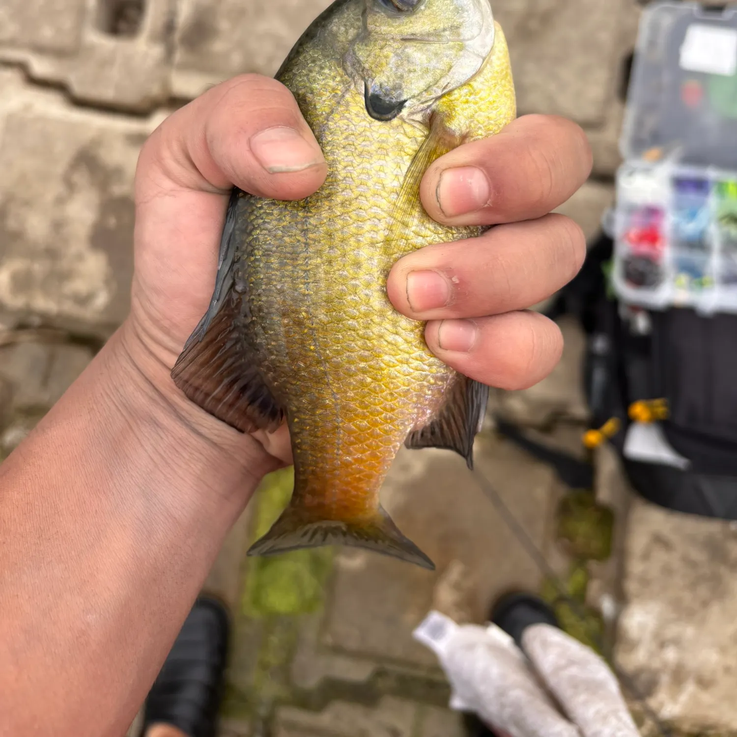 Bluegill caught on Fishbrain