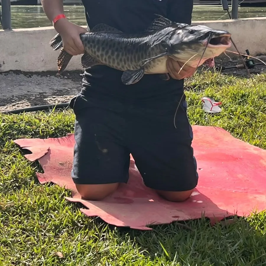 The most recent Spotted sorubim catches on Fishbrain