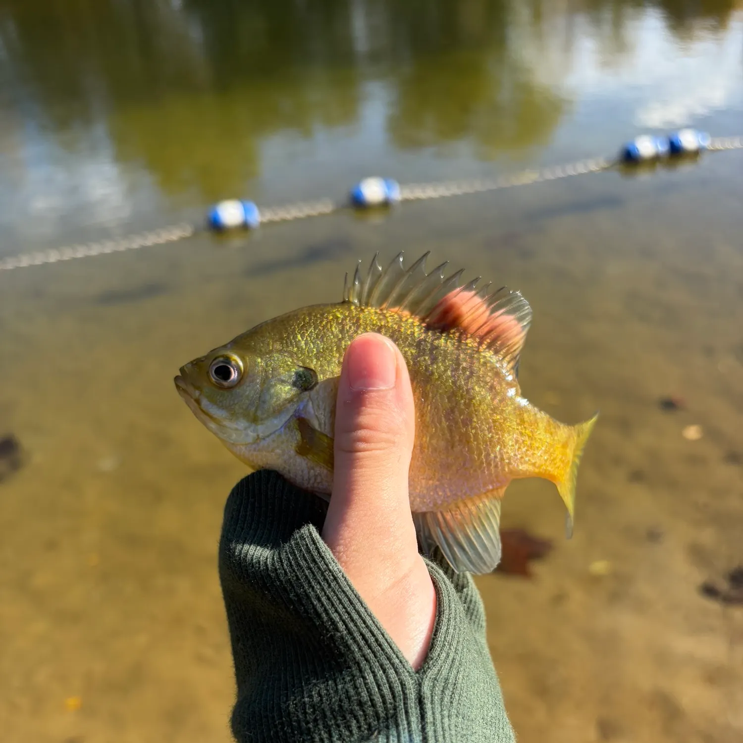 Bluegill caught on Fishbrain