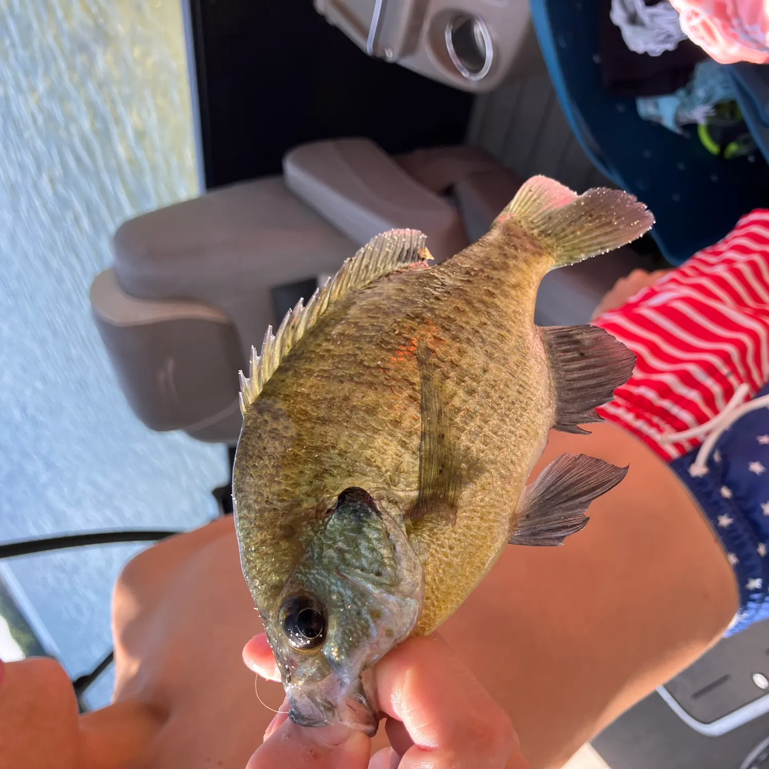 Bluegill caught on Fishbrain