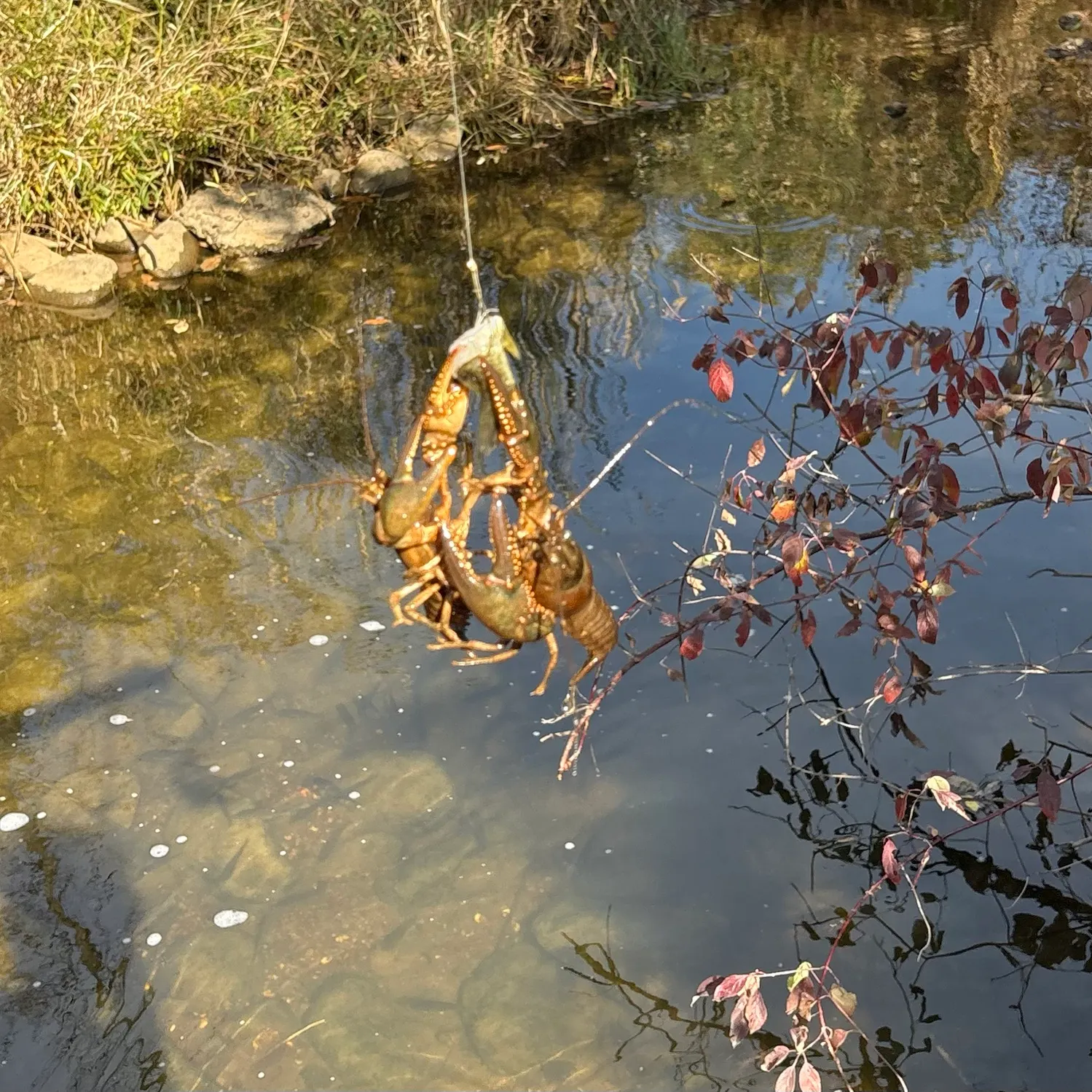 Signal crayfish caught on Fishbrain