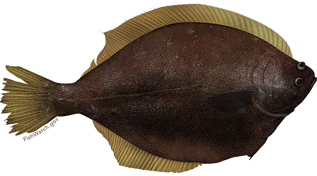 Yellowfin sole