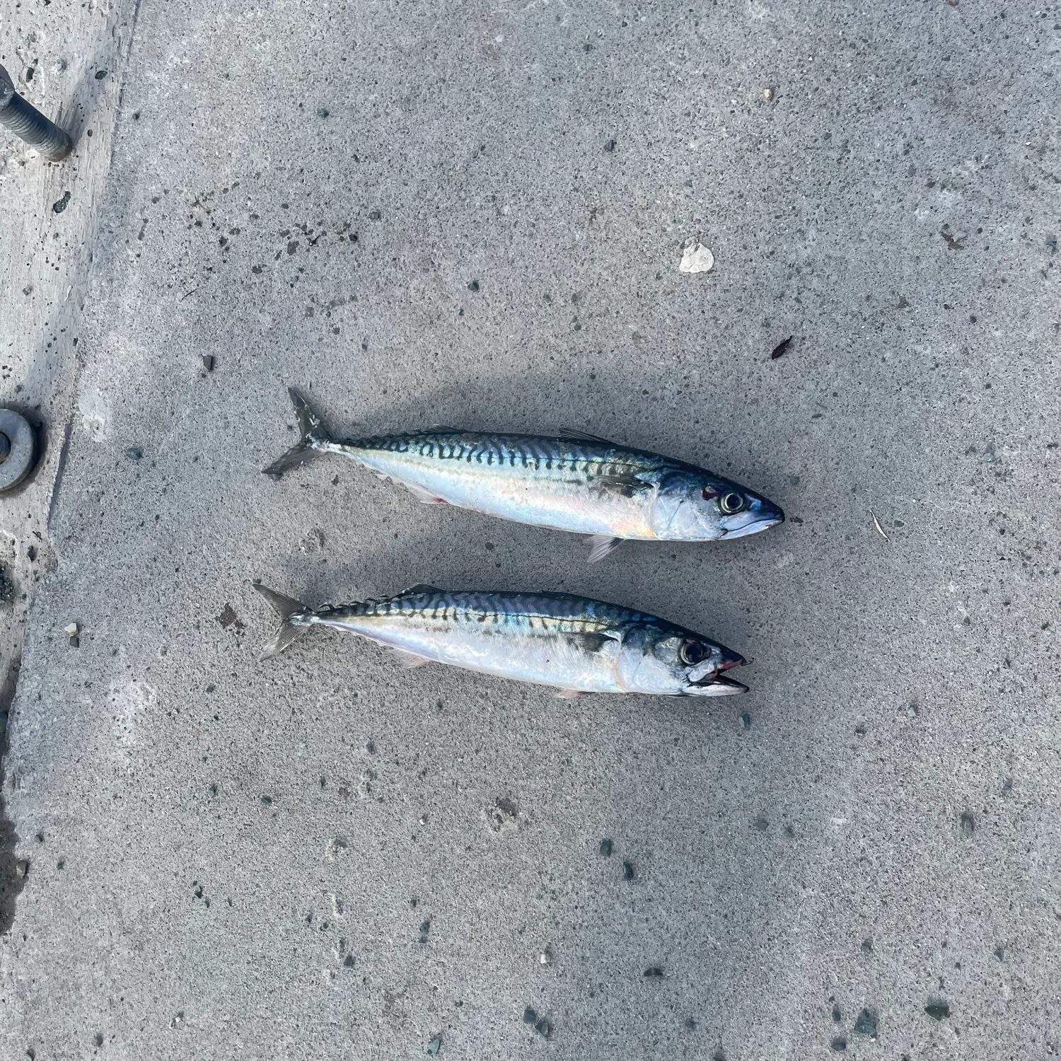 Atlantic mackerel caught on Fishbrain