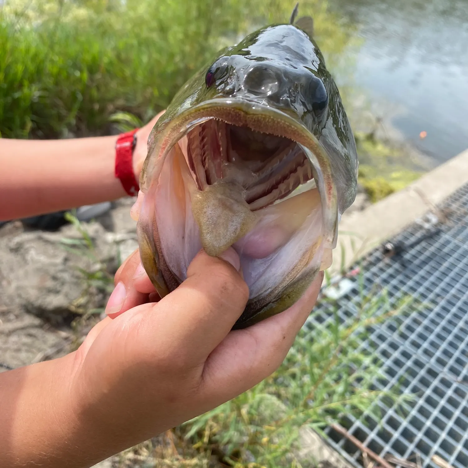 Fish caught on Fishbrain