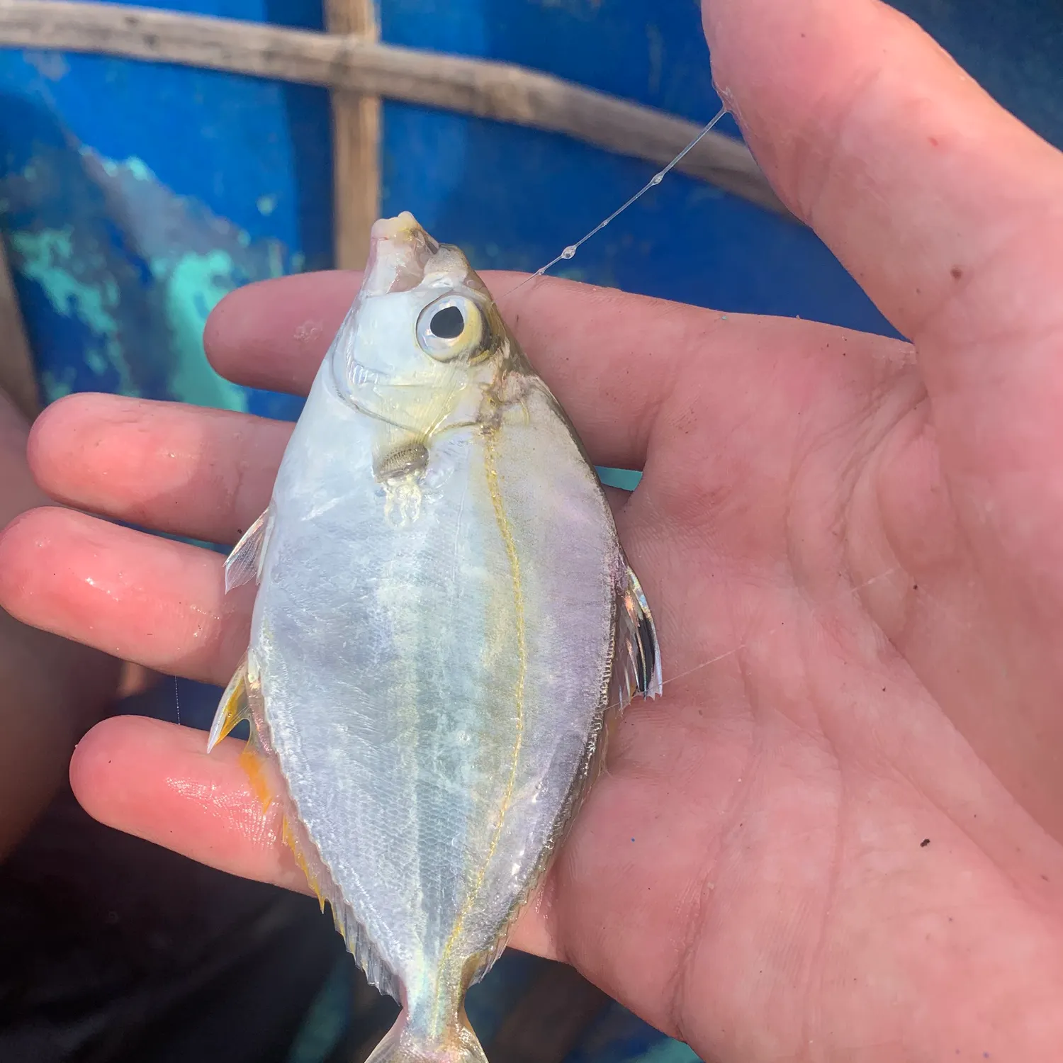 The most recent Goldstripe ponyfish catches on Fishbrain