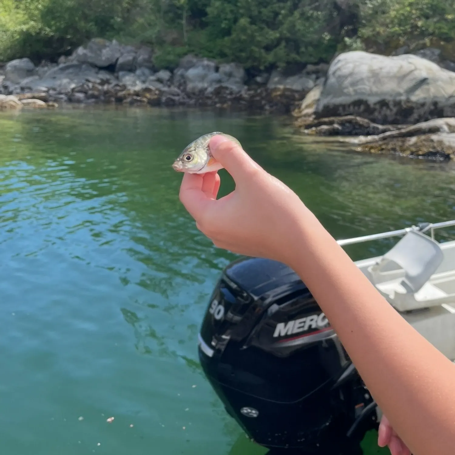 The most recent Shiner perch catches on Fishbrain
