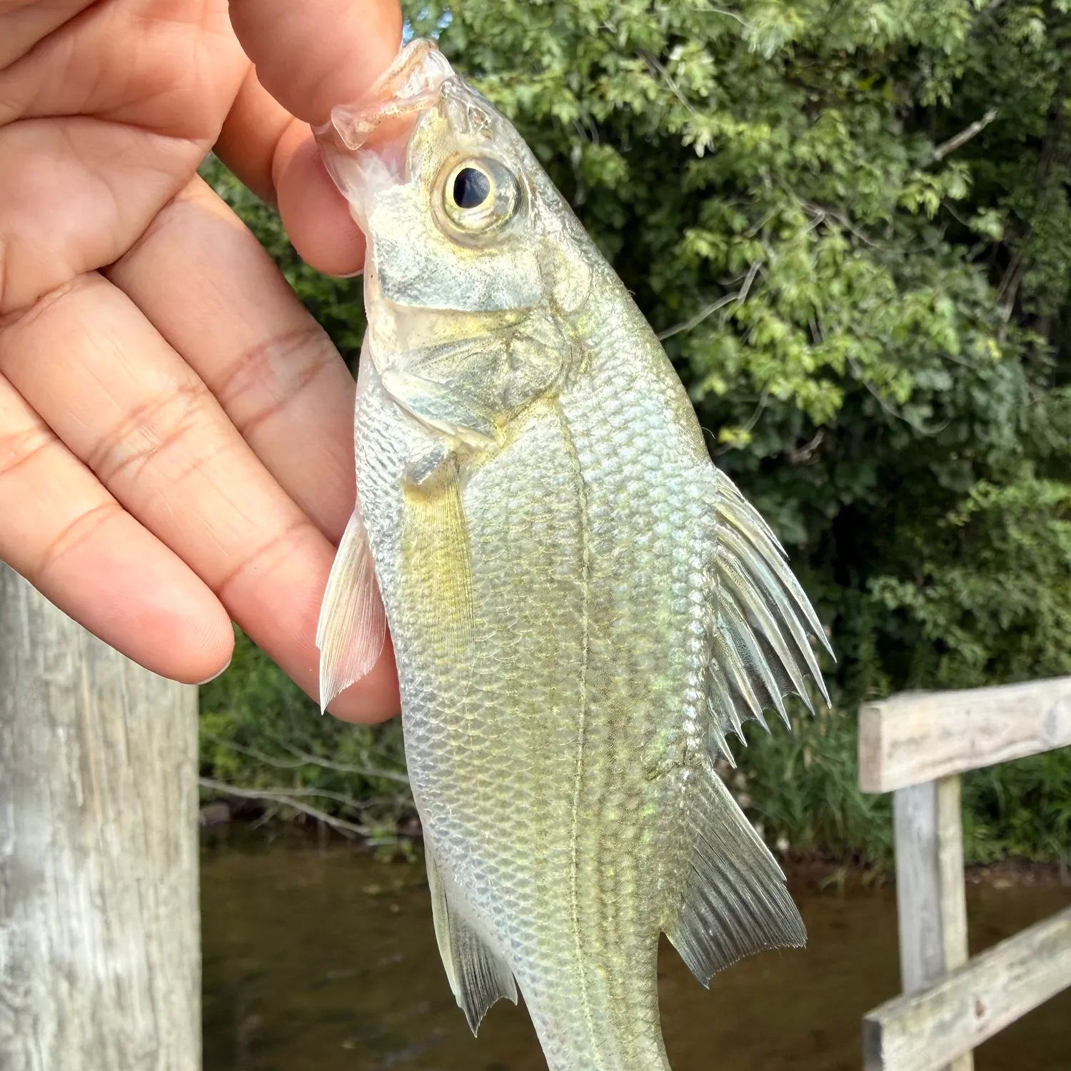 The most recent White perch catches on Fishbrain